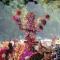 Event Solo: Pawai Pembangunan di #KotaSolo